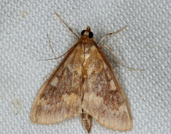 Ostrinia
