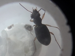 Asaphidion curtum