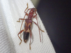 Coptocercus aberrans