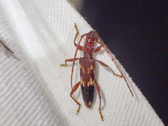 Coptocercus aberrans
