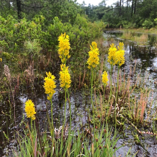 Nartheciaceae