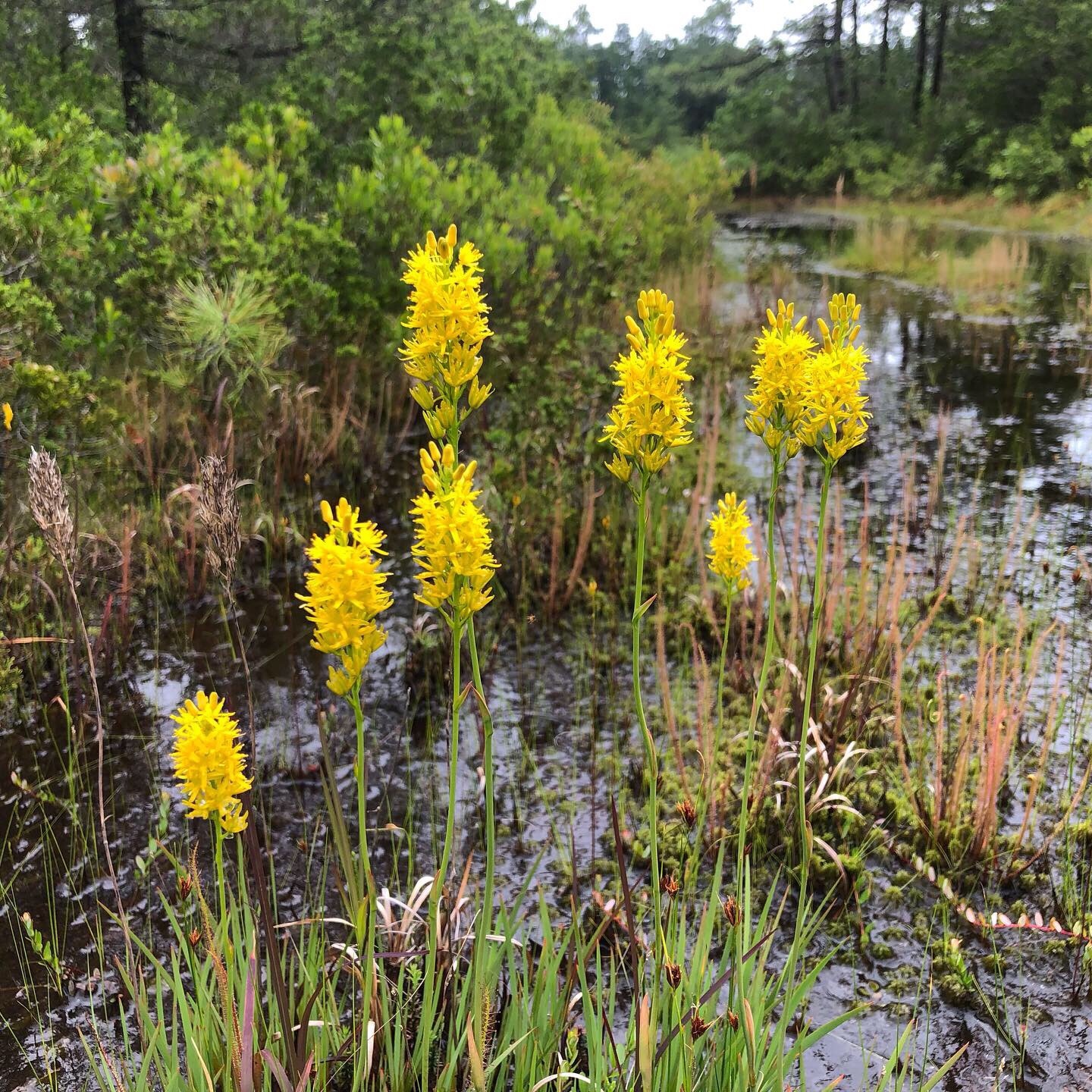 Nartheciaceae