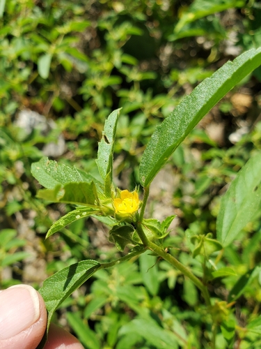 hispid false mallow (Malvastrum hispidum)