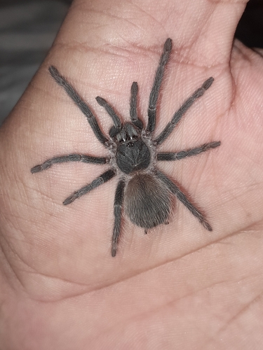 Lasiodora
