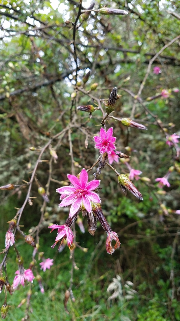 Barnadesia