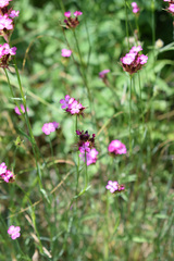 Dianthus capitatus