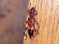 Coptocercus aberrans