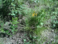 Tephroseris porphyrantha