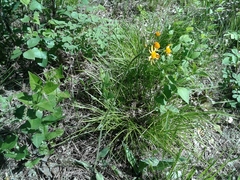 Tephroseris porphyrantha