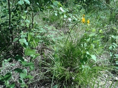 Tephroseris porphyrantha