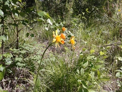 Tephroseris porphyrantha