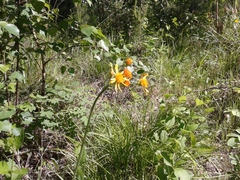 Tephroseris porphyrantha