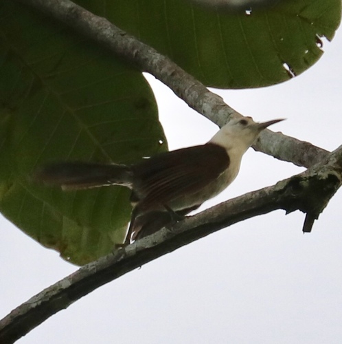 Campylorhynchus albobrunneus