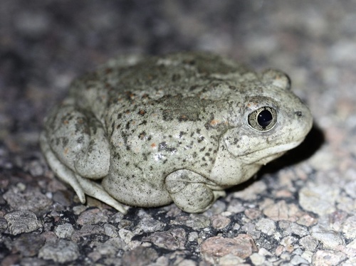 Mexican Spadefoot