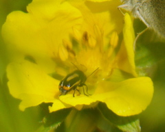 Cryptocephalus vittatus