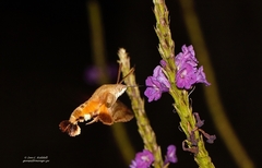 Macroglossum trochilus