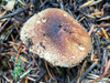 Echinoderma sp. 'PNW05' - Photo (c) ym_wang_pnw, some rights reserved (CC BY-NC)
