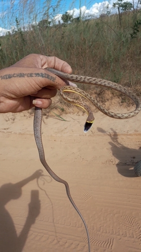 brown vine snake
