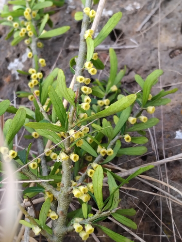 Image of Melicytus dentatus by no rights reserved