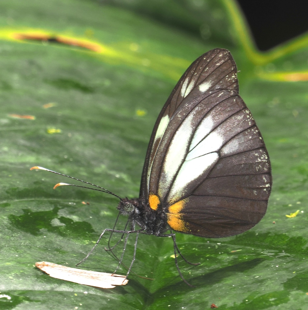 Dismorphia niepelti
