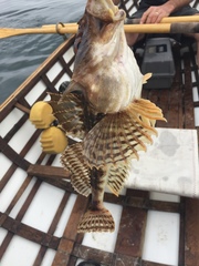 Myoxocephalus octodecemspinosus