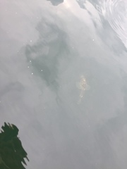 Myoxocephalus octodecemspinosus