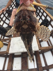 Myoxocephalus octodecemspinosus