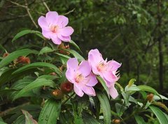Melastoma sanguineum