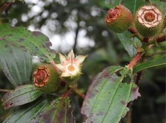 Melastoma sanguineum