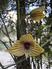 Telipogon nervosus, photograph (c) Nicolás Baresch Uribe, some rights reserved (CC BY)