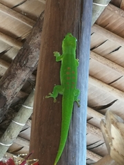Phelsuma grandis