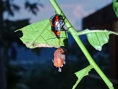 Eocanthecona furcellata