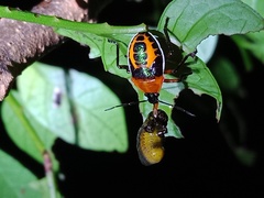 Eocanthecona furcellata