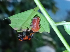 Eocanthecona furcellata