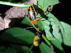 Eocanthecona furcellata