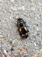 Glischrochilus hortensis