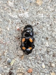 Glischrochilus hortensis