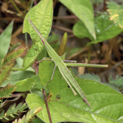 Acrida cinerea