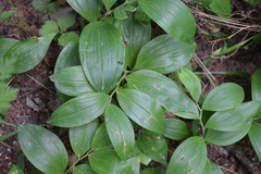 Polygonatum latifolium