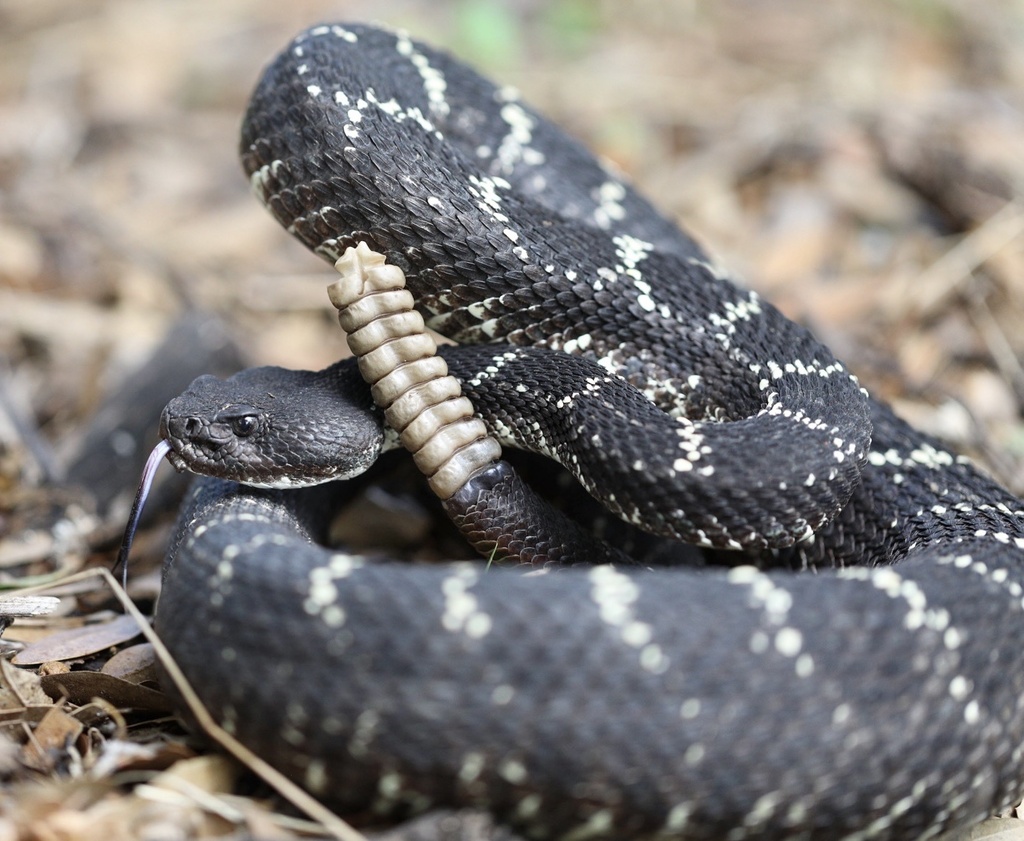 Arizona Black Rattlesnake