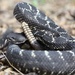 Arizona Black Rattlesnake - Photo (c) Viperidaeeee, some rights reserved (CC BY-NC), uploaded by Viperidaeeee