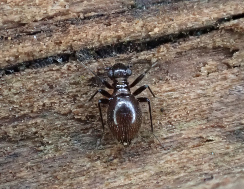 Bertkauia crosbyana