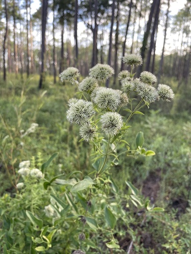 Pycnanthemum flexuosum iNat (3)