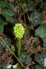 Arum elongatum