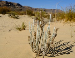 Dischisma tomentosum