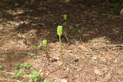Arum elongatum