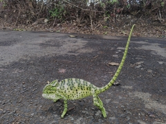 Chamaeleo zeylanicus