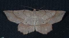 Euchlaena marginaria