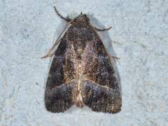 Ogdoconta altura