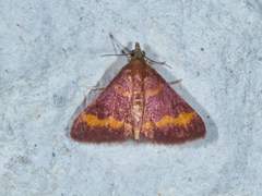Pyrausta pseuderosnealis